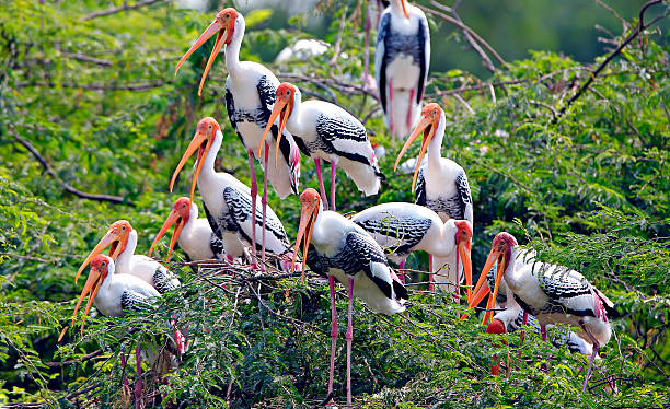 Bird Sanctuary of Bharatpur