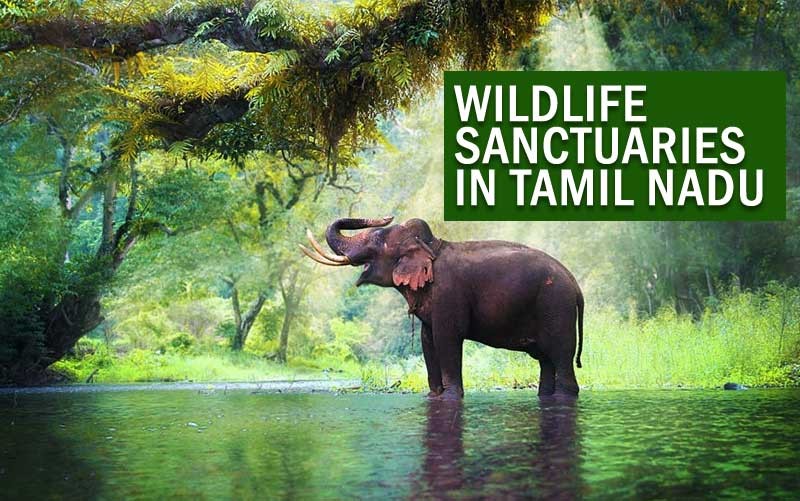Wildlife sanctuary in Tamilnadu