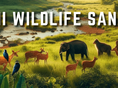 Guide to know everything about the breath-taking sharavathi wildlife sanctuary