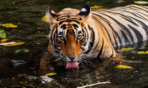 Sathyamangalam national park A worth-watching wild-forest to visit