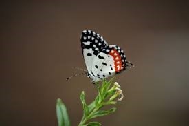 Sathyamangalam national park A worth-watching wild-forest to visit