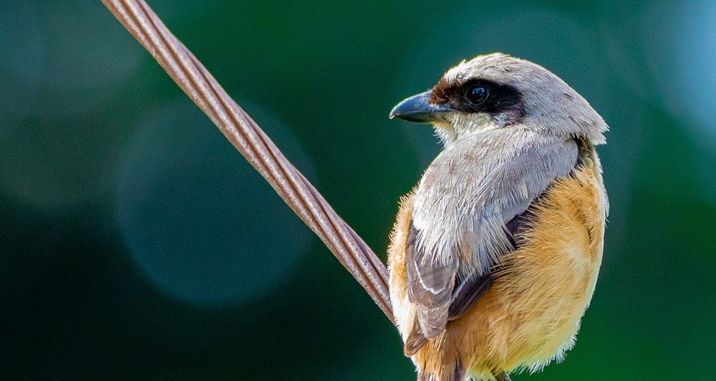 Sathyamangalam national park A worth-watching wild-forest to visit