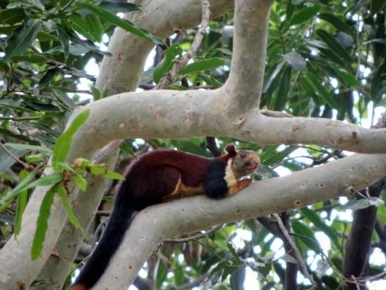 Sathyamangalam national park A worth-watching wild-forest to visit