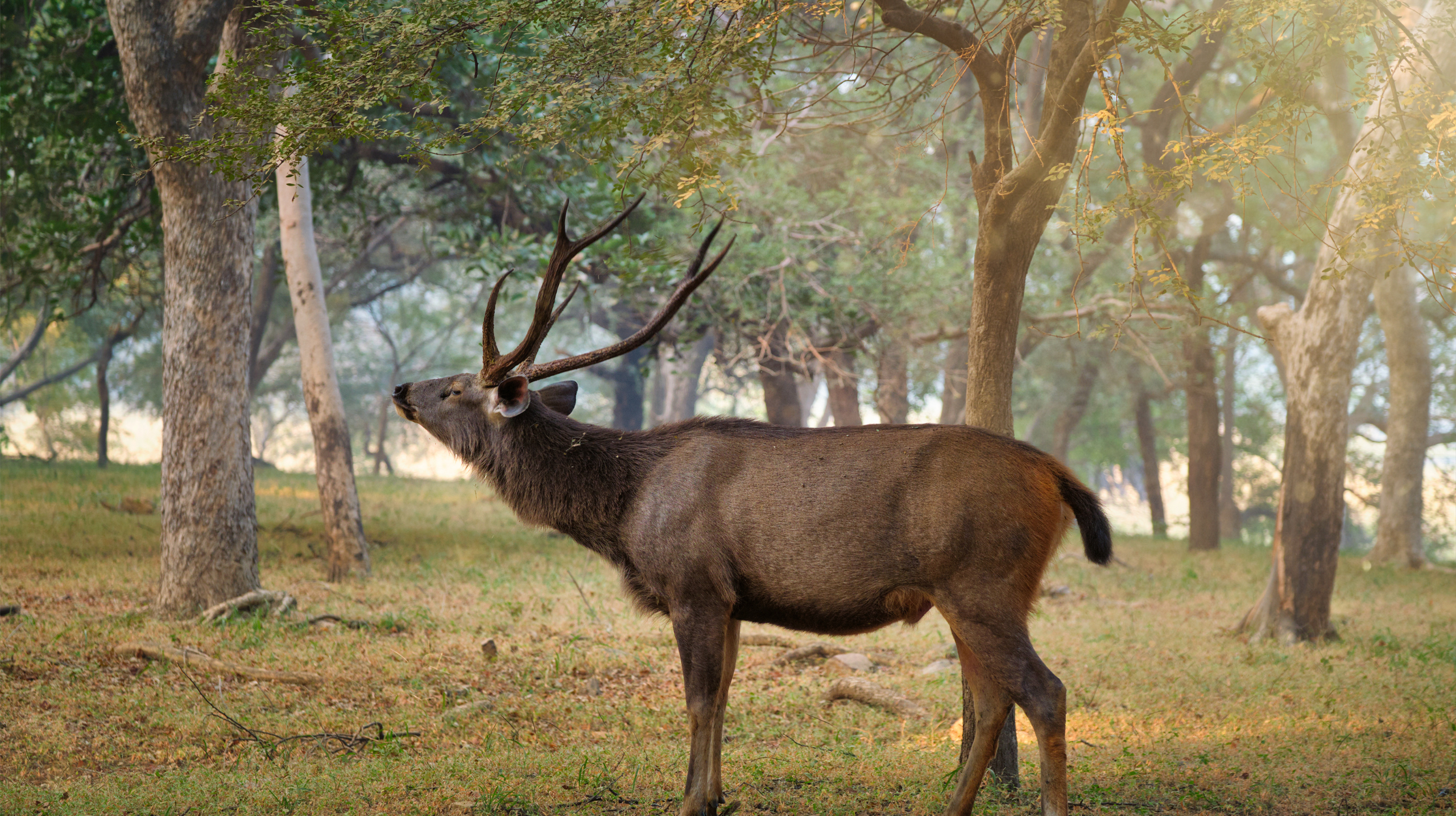 Tigers, Elephants, and More Will Tamor Pingla Wildlife Sanctuary Blow Your Mind-03