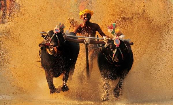 Kambala Festival: A Thrilling Dive into Karnataka's Cultural Heritage