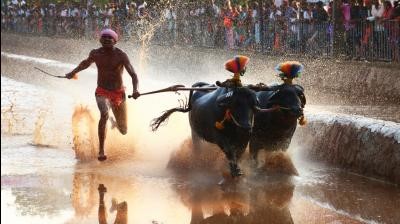 Kambala Festival: A Thrilling Dive into Karnataka's Cultural Heritage