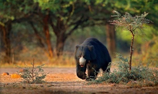 Western Ghats offers a lively ambience at gautala wildlife sanctuary