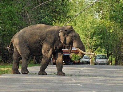 Western Ghats offers a lively ambience at gautala wildlife sanctuary