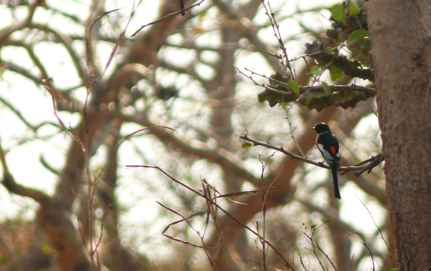 Western Ghats offers a lively ambience at gautala wildlife sanctuary