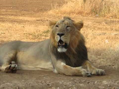 Western Ghats offers a lively ambience at gautala wildlife sanctuary