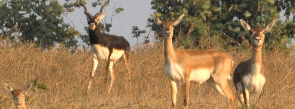 Kaimur Wildlife Sanctuary