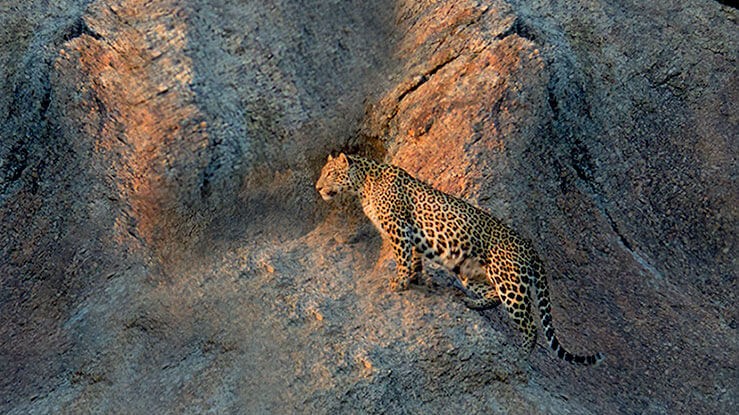 Jawai Bandh Leopard Safari