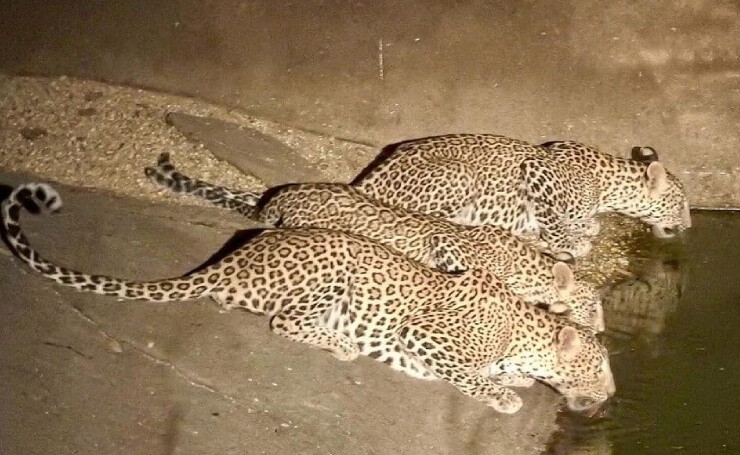 Jawai Bandh Leopard Safari