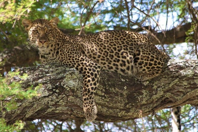 Jawai Bandh Leopard Safari