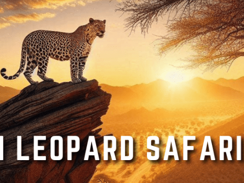 Jawai Bandh Leopard Safari: An Unforgettable Wildlife Adventure in Rajasthan