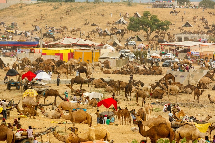 Puskar camel fair