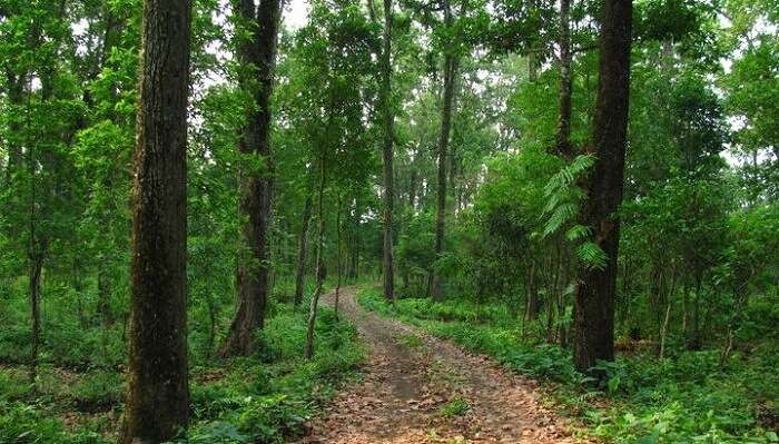 Gorumara National Park