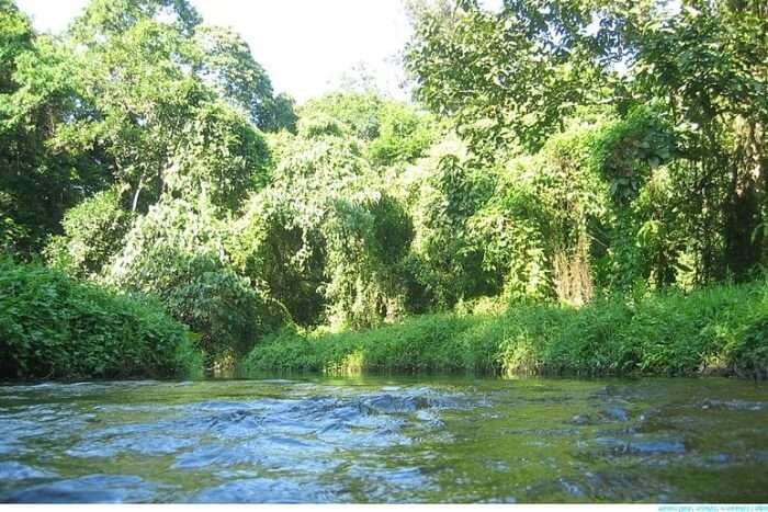 Gorumara National Park