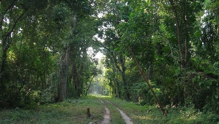 Gorumara National Park