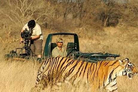 Ranthambore Jungle Safari Unlock the Secrets of the Wild!