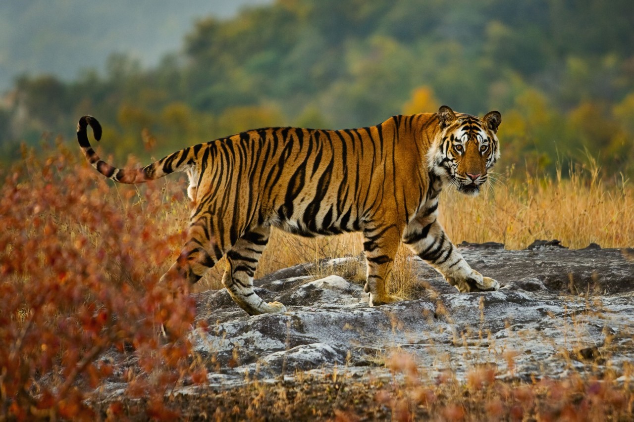 Ranthambore Jungle Safari Unlock the Secrets of the Wild!