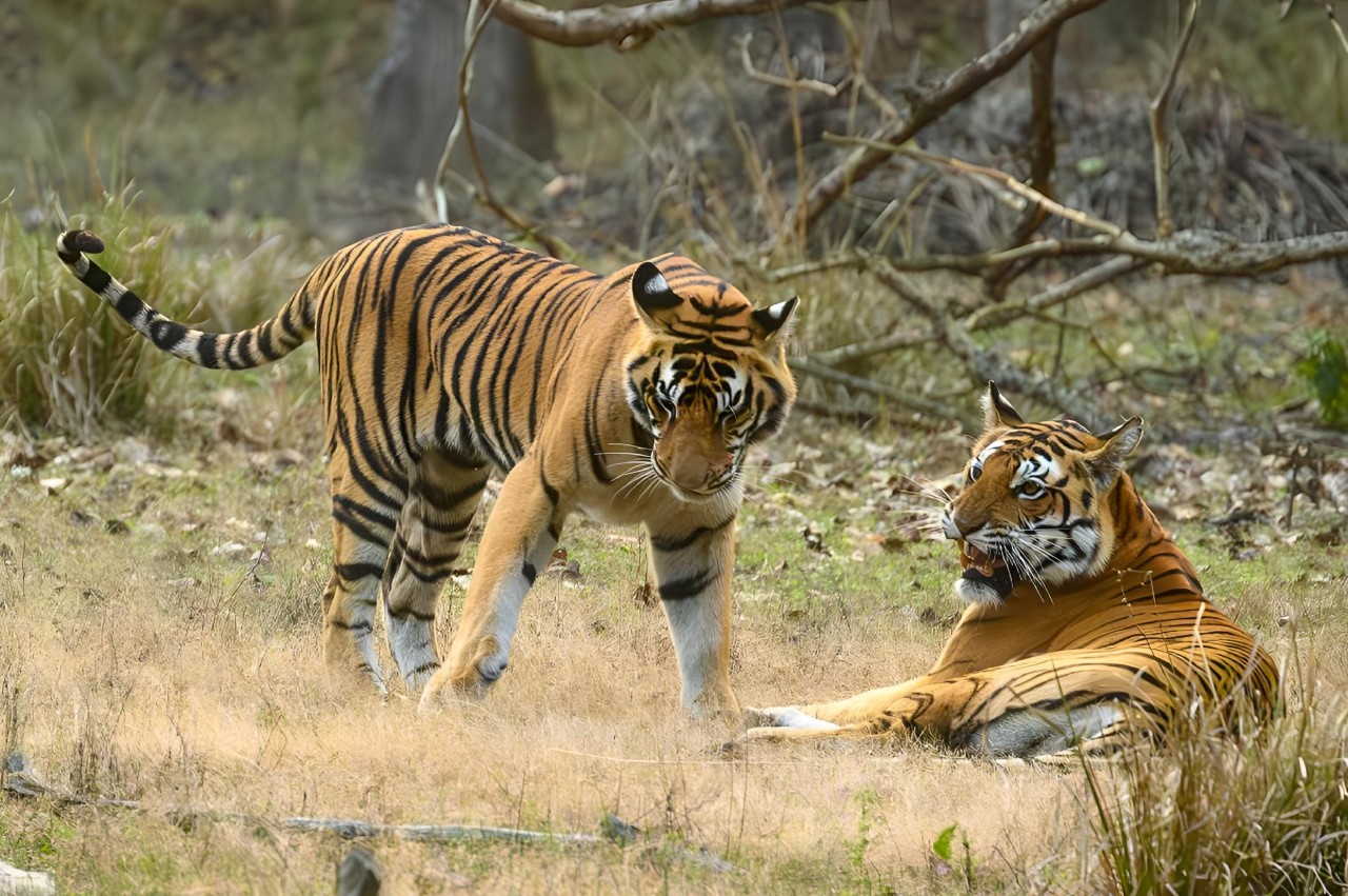 Ranthambore Jungle Safari Unlock the Secrets of the Wild!