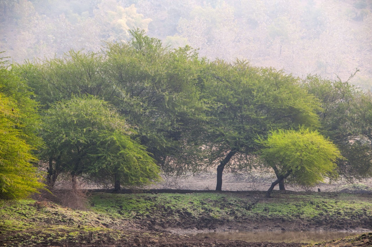 Ranthambore Jungle Safari Unlock the Secrets of the Wild!