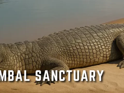 National Chambal Sanctuary