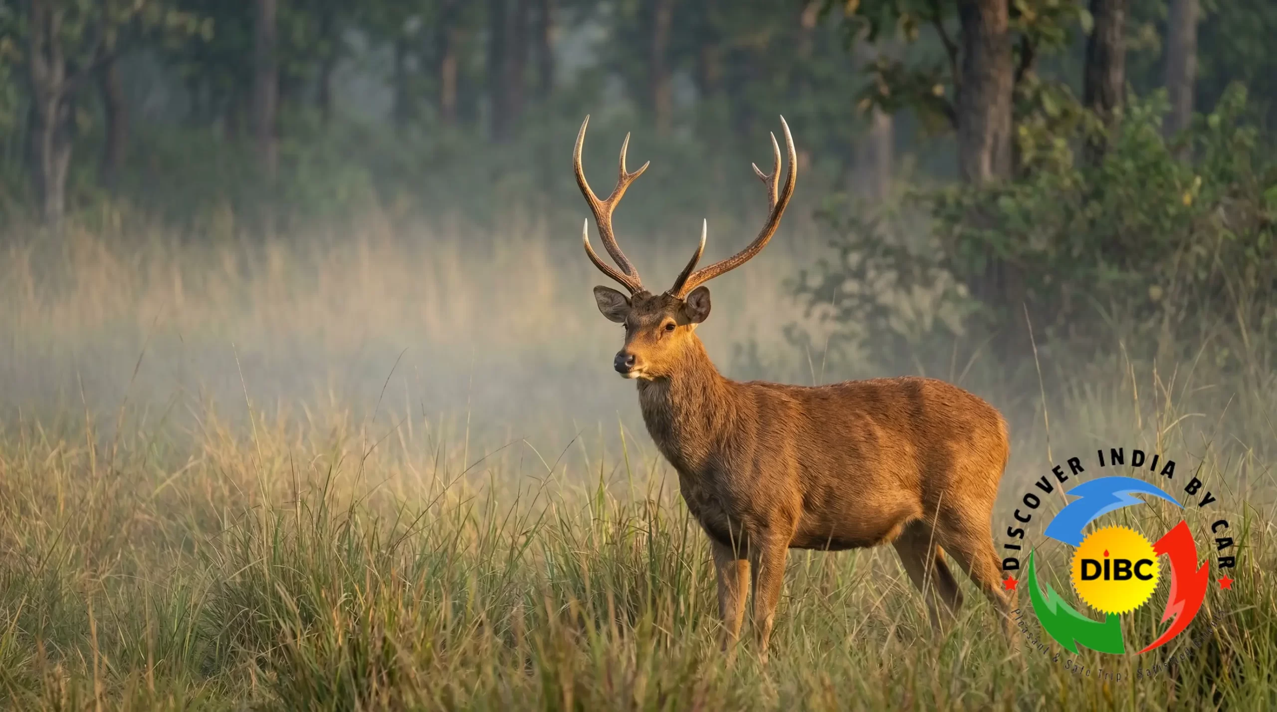 Hard ground barasingha deer standing in grassland of Kanha National Park