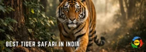 Bandhavgarh vs Kanha Which Is the Best Tiger Safari in India